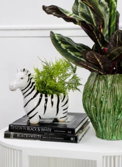 Planter Zebra -Cozy Homeware Store 5df3a158424787d9a727e6548c72cb6b thumb