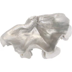 Clam White/ Silver Med