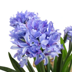 Faux Agapanthus Lrg -Cozy Homeware Store bf2e92cf52c58031ff0f91c96d778fcb thumb