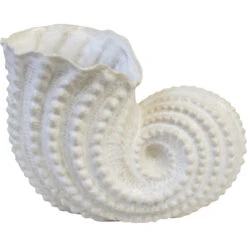 Vase /planter Trumpet Shell