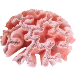 Coral Colt Reef -Cozy Homeware Store ec4df5aef9ad7fdecb44e7f50c795d53 thumb
