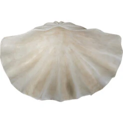 Claim Shell Xl White -Cozy Homeware Store f43f11f91d7c15b05b786a1db55a1cef thumb